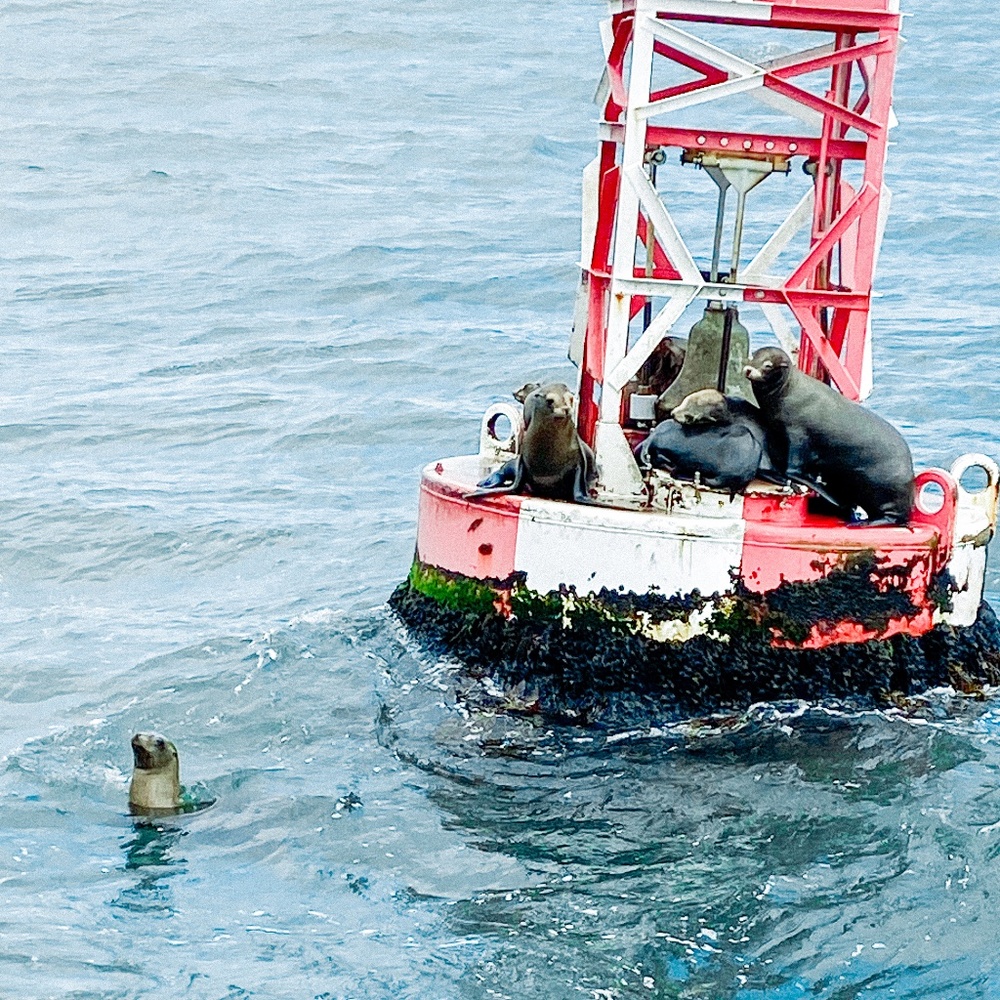 Meet your Posher, Izzy